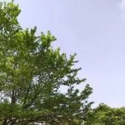 codaの画像