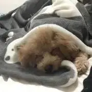 colo