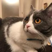 ともこの画像