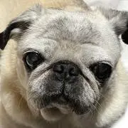 パグパグ