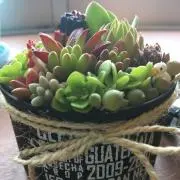Ta29の画像