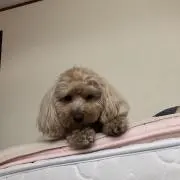 MASAの画像