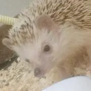 ちー
