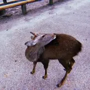 Sの画像