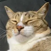 ふく