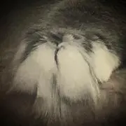 あらた。