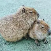ウィルボッサ