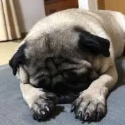 けろよん