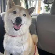 ねねの画像