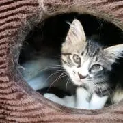 ミキ