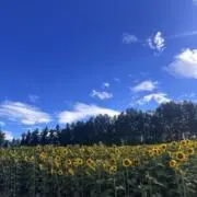 flower ☻【24時間以内発送可】の画像