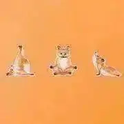 FOXの画像