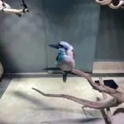 だな