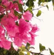 クリリカ　プロフお読み下さいの画像