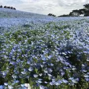 shblue