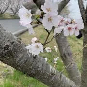 さくらの画像