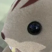 ゆゆまの画像