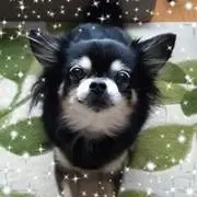 はなちゃんの画像