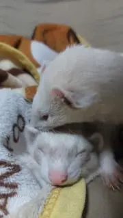 わらびもち屋さん