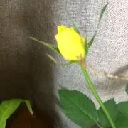 いーたん