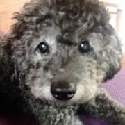にーにょの画像