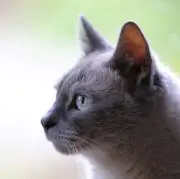 リリーの画像