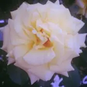 ルポワの画像