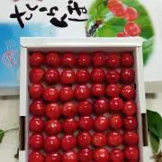 さくらんぼちゃんの画像