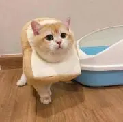 kaku