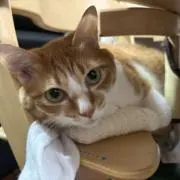もふこ⚠️プロフ必読！！！の画像