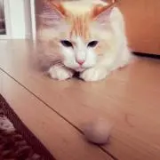 鮎の画像