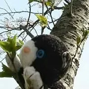 にゃんごろう