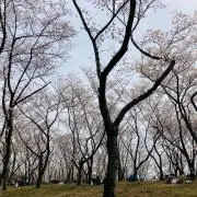 wanakaの画像