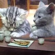 せるん。の画像