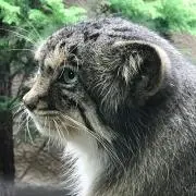 ぬまるねこ@値引不可の画像
