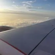 タカイトコの画像
