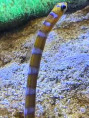 しーの画像