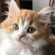 Rose♡の画像