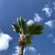 yama