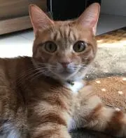 しおの画像