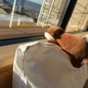 うそまるの画像