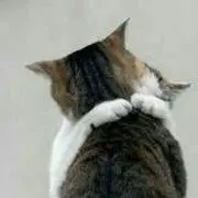 Natst
