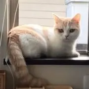 ゆりひなの画像