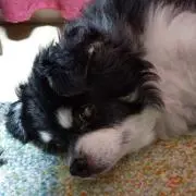 ふくちゃんの画像