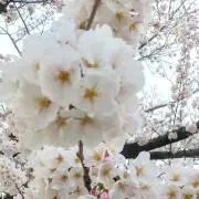 めいの画像