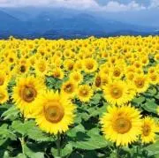 ⭐︎aiiiiisaaaa⭐︎の画像