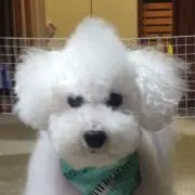 いちご