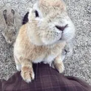 あるりんの画像