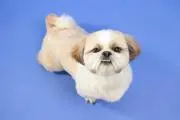 マロータの画像