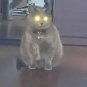 レオの画像